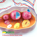 ANATOMY27 (12465) Clinique Femelle Enlarge Ovaires Structure Modèle anatomique, 3 parties, 5 Time Enlarge, Anatomie Modèles de grossesse